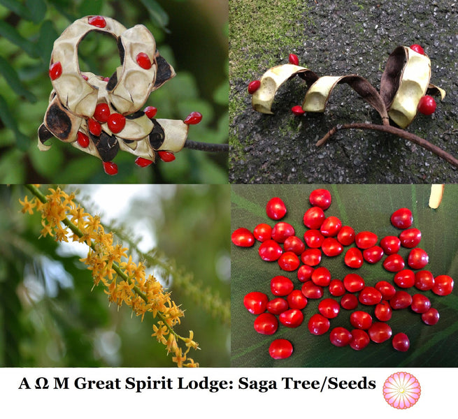 On Saga Tree & Seeds